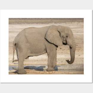 Namibia. Etosha National Park. Elephant at the Waterhole. Posters and Art